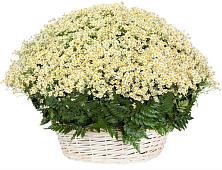 Цветочная композиция из Ромашки в корзине #REPLACE_PRED# Крюково